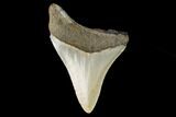 Bargain, 3.38" Fossil Megalodon Tooth - North Carolina - #129969-2